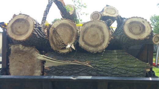 Big Tree Removal
